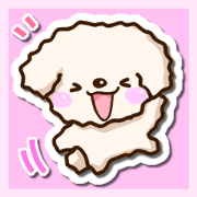 White Toy poodle.