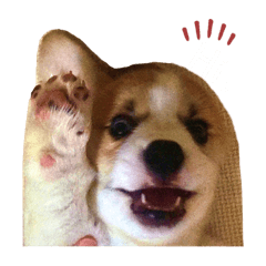 柯基啊米是糯米。