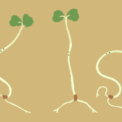 Dancing radish sprouts