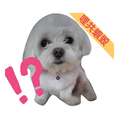 《第二彈》超口愛的DiDi