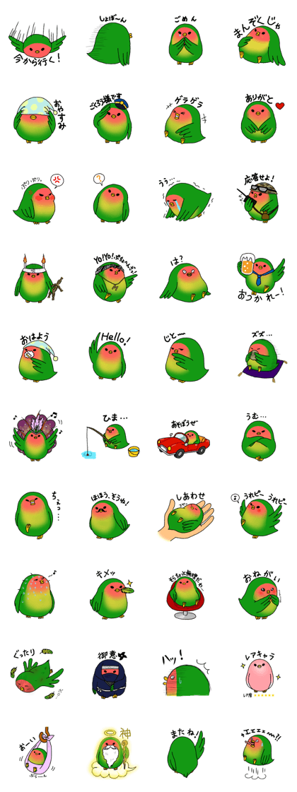 MACHA of rosy-faced lovebird