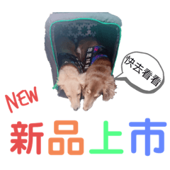 BuBu生活-球球弟弟篇