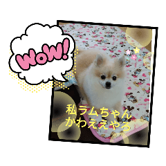 cocoa_20200924134907