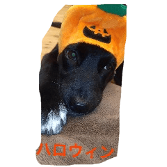 Here of the Halloween pet dog