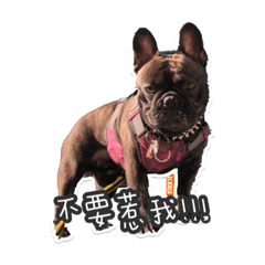 法鬥嚕咪的日常