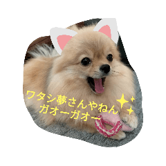 cocoa_20200923232753