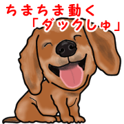 Small move Dachshund