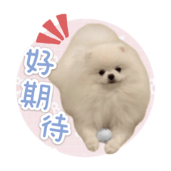可愛的Tommy♡