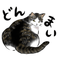 cool cat mind