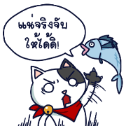 Sasuke Naughty Neki Neko Cat