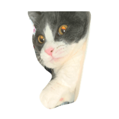 omochi_20200924203420