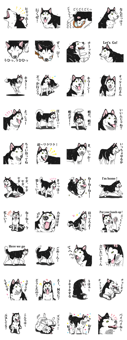 Daily Siberian husky Cheerful guy