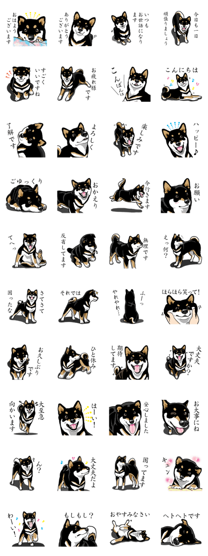 Daily Black Shiba Inu