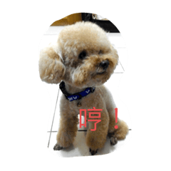 cute & proud dog