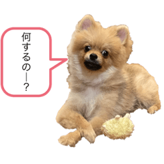 Pomeranian series2