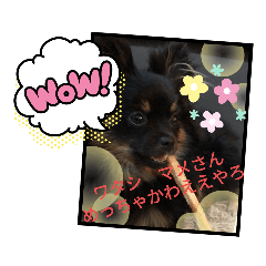 cocoa_20200925122837