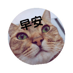 厭世其其貓