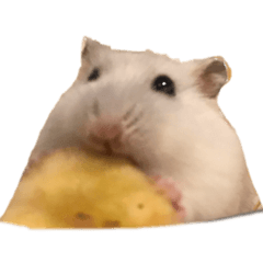 Mochi_20200925151745