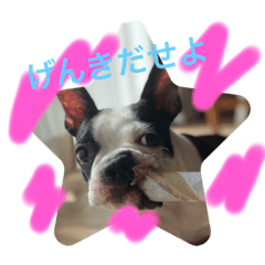 Boston terrier HARU.2