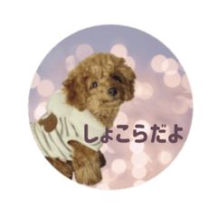 Toy poodle Chocolat stickers2__coton