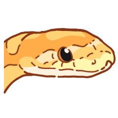 Adorable Cornsnake Line Stickers Line Store