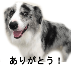 Border collie -Bluemarlu Okada vol.1