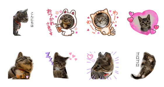 猫のティラミス Lineクリエイターズスタンプ Stamplist