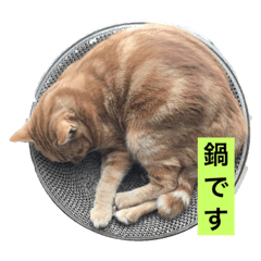 catsinmyhouse