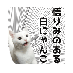 The Enlightened Cat