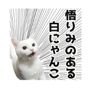 The Enlightened Cat