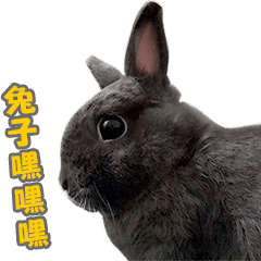 Puma rabbit