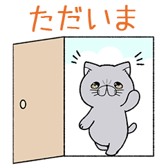 Exotic shorthair cat suzuki