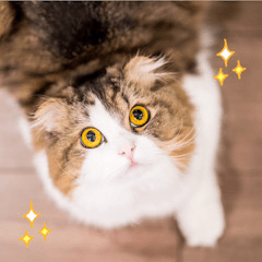 "RIKU" of ScottishFold 3