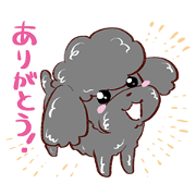 Black toy poodle "POP"