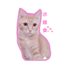 我就喵就可愛