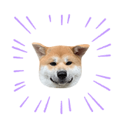 hachi.akitainu