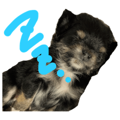 small dog.