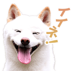 Cute White shiba inu