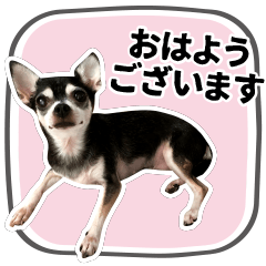 Smooth Chihuahua Azupi honorific sticker