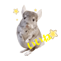 Chinchilla LEO