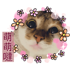 麻糬寶寶來了