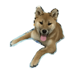 Q比 shiba inu