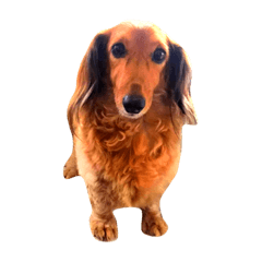 Hey Hey the Doxie