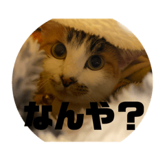 free  みーちゃん