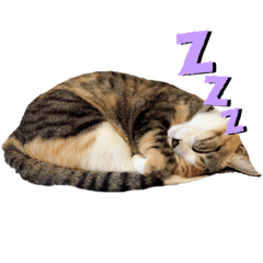 cherry_20200929233858