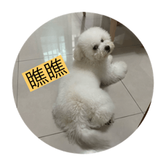 比熊Abbu的日常語錄