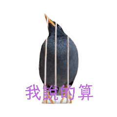 可愛笨鳥們
