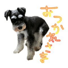 Sticker for the miniature schnauzer