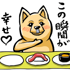 Animation Pomeranian of MAME_Shiba style