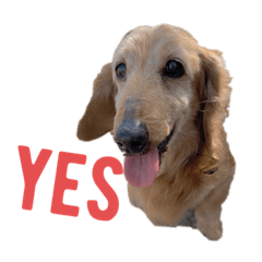 panda_20201001174104